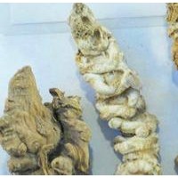 竹节人参提取物-价格