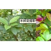 梨汁粉梨粉-厂家   价格优惠