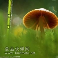 草菇提取物-厂家   草菇浸膏