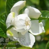 栀子提取物   栀子浸膏