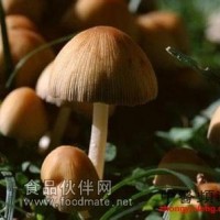 蘑菇提取物-蘑菇浸膏