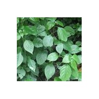 山楂叶总黄酮-厂家  　山楂叶提取物