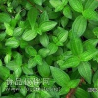 寻骨风提取物-价格