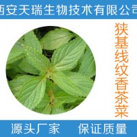狭基线纹香茶菜提取物   狭基线纹香茶菜粉