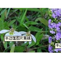 泽兰提取物-厂家   价格优惠