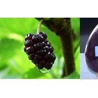 诺丽果果粉 诺丽果多糖-价格