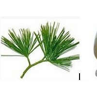 绿茶提取物-价格   茶多酚 茶多糖