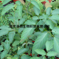 白杨黄素（白杨素）98% Chrysin