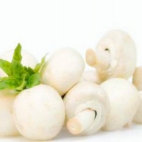 双孢菇提取物