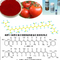 番茄红素CAS#502-65-8标准品植物提取物