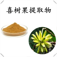 喜树果提取物 斯诺特工厂生产 规格多支持定制生产 可试样