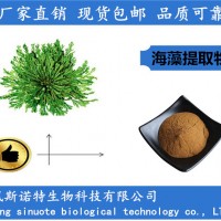 海藻提取物 10:1海藻粉厂家供应