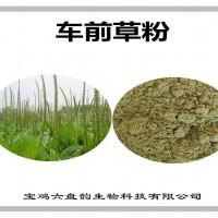 车前草浓缩粉 车前草粉 生产厂家