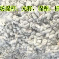 棉花光籽，棉籽仁,牧草毛籽,药用食用棉花子，带毛棉籽