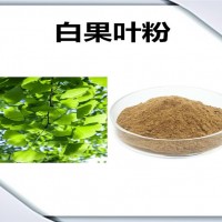 白果叶浓缩粉 白果叶粉 生产厂家