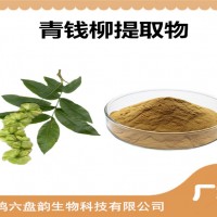 青钱柳提取物 青钱柳粉 比例提取 可定制