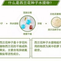 西兰花种子水提物
