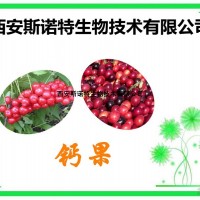 钙果提取物 比例提取 10:1 包邮