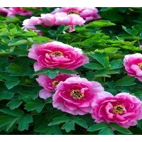 丹皮酚99%Paeonol，牡丹酚，芍药酚