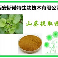 山葵粉 山葵原料提取 斯诺特生物 包邮