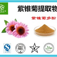 紫锥菊多酚2%/4% 紫锥菊提取物 扶风基地生产销售