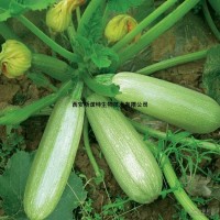 免费试样 西葫芦提取物 西葫芦粉 现货