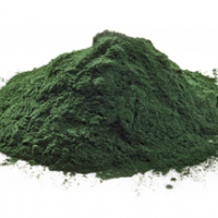 莱茵衣藻-新食品原料