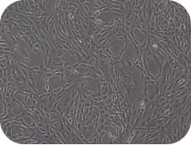人脐带间充质干细胞复苏的细胞形态图24h