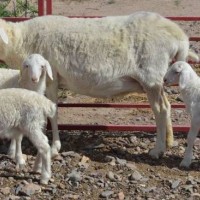 新疆阿克苏小尾寒羊繁育场伊利肉羊育肥品种梁山县建成养殖场
