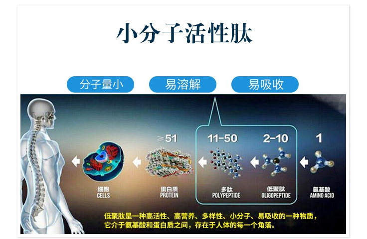 小分子活性肽