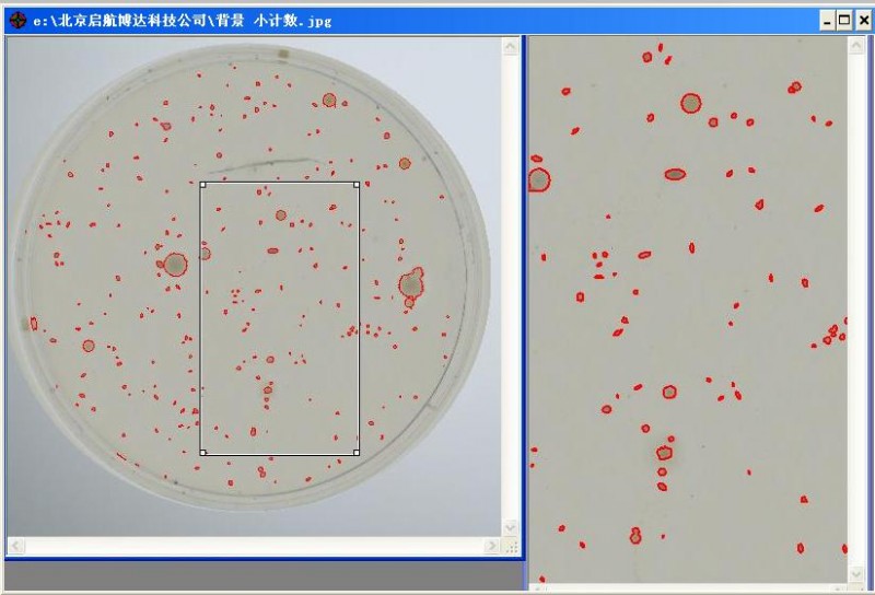 背景相似 小菌落