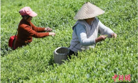 “中国茶”申遗成功!关于中国茶，这10大知识点你必须知道