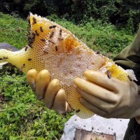 蜂蜜肽800道尔顿以下蜂蜜小分子肽粉