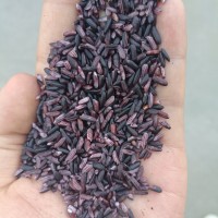 紫糯米墨江紫米糯米杂粮批发生产厂家