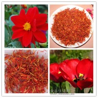 红花提取物  红花黄酮
