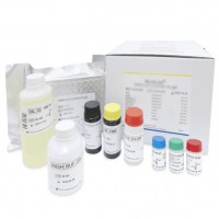 MuSK-Ab ELISA