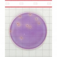 美正生物Premium系列肠杆菌科测试片