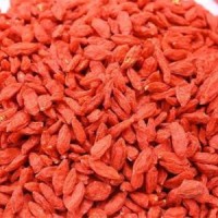 枸杞提取物 红枸杞提取  赛奥生物