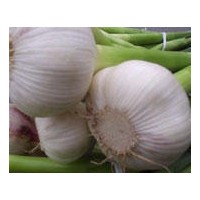 大蒜提取物