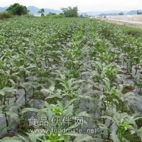 黄秋葵提取物 库存现货