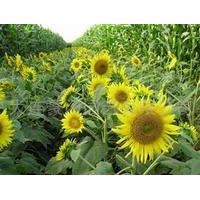 向日葵叶提取物 葵花叶提取物 葵花盘提取物