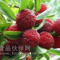杨梅树皮提取物 杨梅提取物