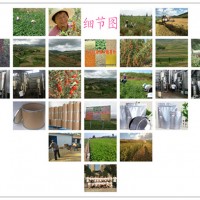 杜仲雄花提取物水溶杜仲雄花粉