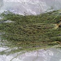 麦黄草提取物