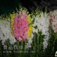 金鱼草提取物