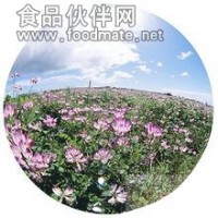 飞廉提取物 红花草提取物  紫云英提取物