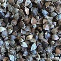 黑荞麦提取物