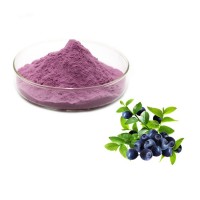 蓝莓果粉 斯诺特生物 喷雾干燥工艺 榨汁浓缩蓝莓粉