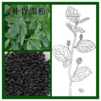 补骨脂提取物的厂家