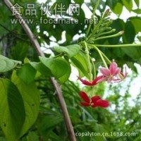 使君子提取物价格
